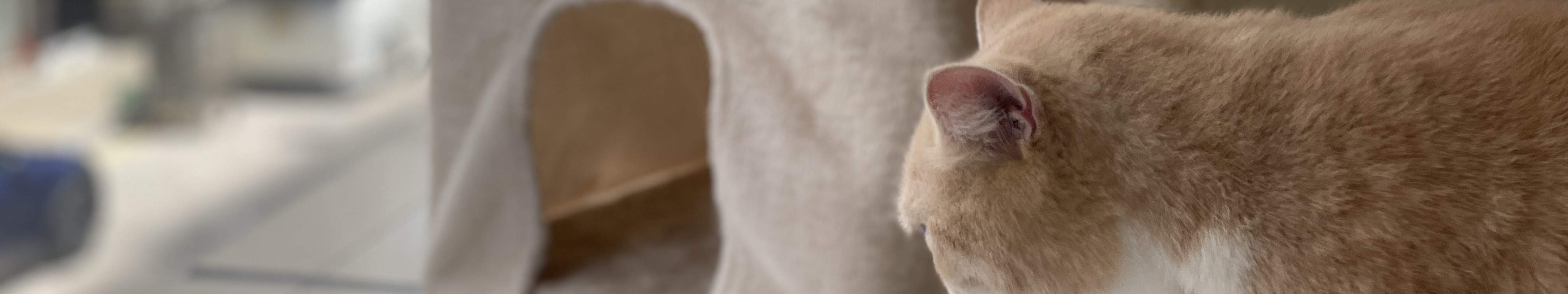 Equipped with a cat climbing frame